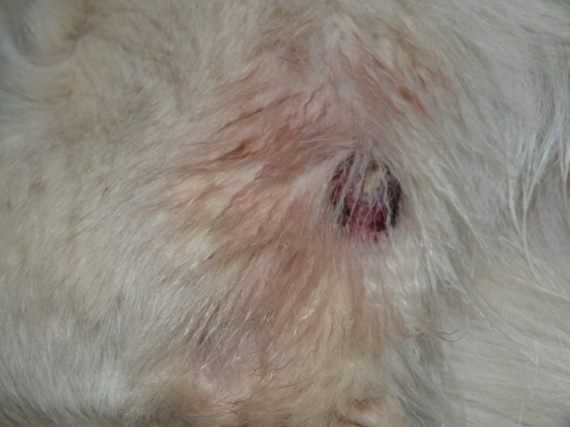 Blessure? (des nouvelles de son operation) - Chiens Blessure? (des nouvelles de son operation) - Chiens