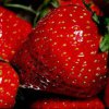 Mangez des fraises, c’est bon pour la peau !