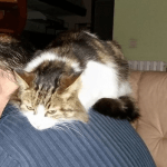 Chat Difficulte Renale Meme Avec 48h De Perfusion Medecine Veterinaire Forum Animaux Doctissimo Chat Difficulte Renale Meme Avec 48h De Perfusion Medecine Veterinaire Forum Animaux Doctissimo