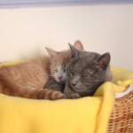 Griffe Arrachee Chats Forum Animaux Doctissimo Griffe Arrachee Chats Forum Animaux Doctissimo
