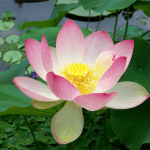 Avatar de Lotus2811