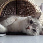 Les Tiques Tous Les Jours Malgre Les Pipettes Que Faire Chats Forum Animaux Les Tiques Tous Les Jours Malgre Les Pipettes Que Faire Chats Forum Animaux