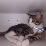 Est Il Possible Que Mon Chat Ai Un Bouton De Fievre La Sante De Votre Chat Chats Forum Animaux Doctissimo Est Il Possible Que Mon Chat Ai Un Bouton De Fievre La Sante De Votre Chat Chats Forum Animaux Doctissimo