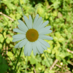 Le Permis De Conduire Sans Souci Diabete Forum Sante