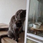 Teigne Chaton Mon Pire Cauchemar Deviens Reel La Sante De Votre Chat Chats Forum Animaux Doctissimo