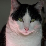 Retrouver Mon Chat Par Radiesthesie Astrologie Forum Psychologie Doctissimo Retrouver Mon Chat Par Radiesthesie Astrologie Forum Psychologie Doctissimo