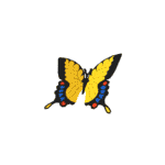 butterfly 191