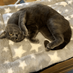 Hernie Diaphragmatique Chez Le Chat La Sante De Votre Chat Chats Forum Animaux Doctissimo