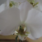 orchideeblanc