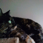 Mon Chat Roucoule Et Le Votre Chats Forum Animaux Doctissimo Mon Chat Roucoule Et Le Votre Chats Forum Animaux Doctissimo