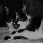 Calmer Les Chaleurs D Une Chatte Chats Forum Animaux Doctissimo Calmer Les Chaleurs D Une Chatte Chats Forum Animaux Doctissimo