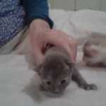 Harmonie Bave Et Secoue La Tete La Sante De Votre Chat Chats Forum Animaux Doctissimo