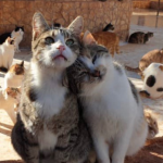 Mon Chat Tousse Et N Arrive Pas A Vomir Chats Forum Animaux Doctissimo