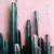 Cactus03