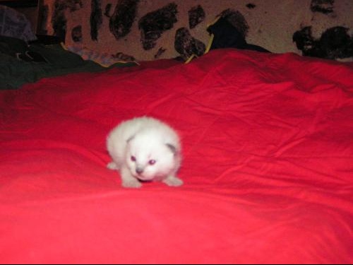 Chat Albinos Chats Forum Animaux Doctissimo Chat Albinos Chats Forum Animaux Doctissimo