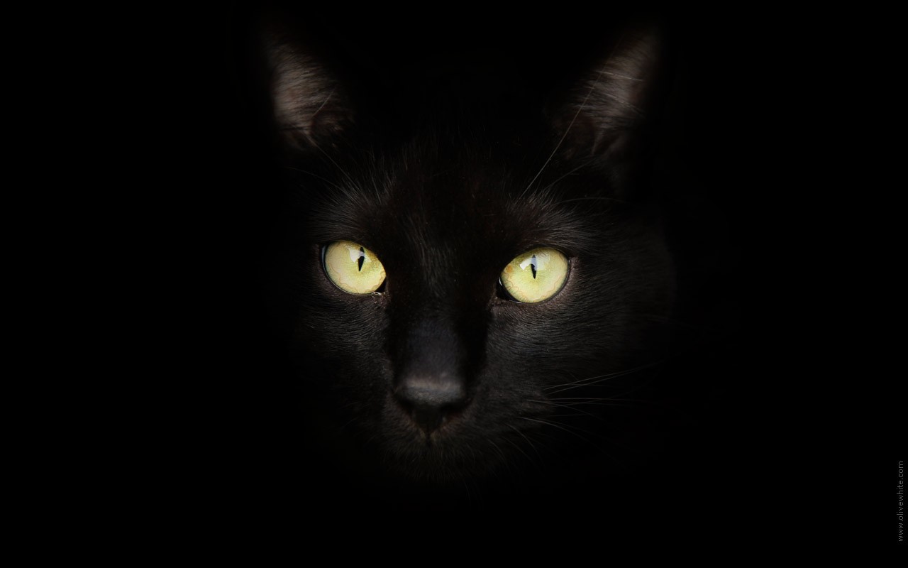 Sirius Black Le Chat Noir Divers Mugen500 Photos Club Doctissimo