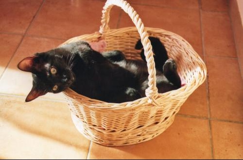 Chat Qui Gratte Autour De Sa Gamelle Chats Forum Animaux Chat Qui Gratte Autour De Sa Gamelle Chats Forum Animaux