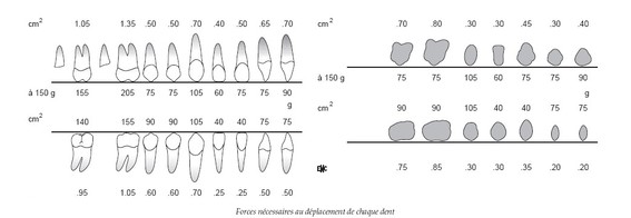 Ricketts - Forces nécessaires au déplacement de chaque dent