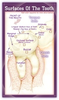 Surfaces of the tooth