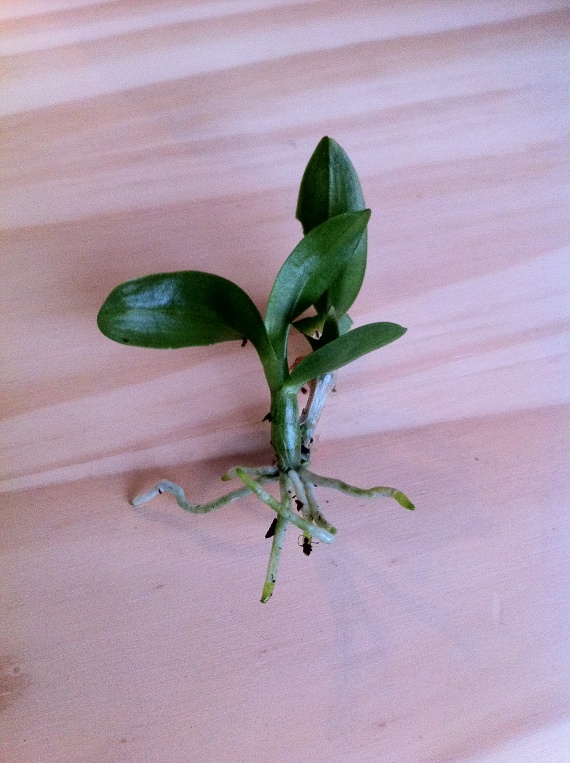 Comment Faire Pousser Une Hampe Dorchidee racines sur orchidée ?? - Jardinage - FORUM Vie Pratique