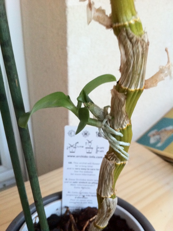Comment Faire Pousser Une Hampe Dorchidee racines sur orchidée