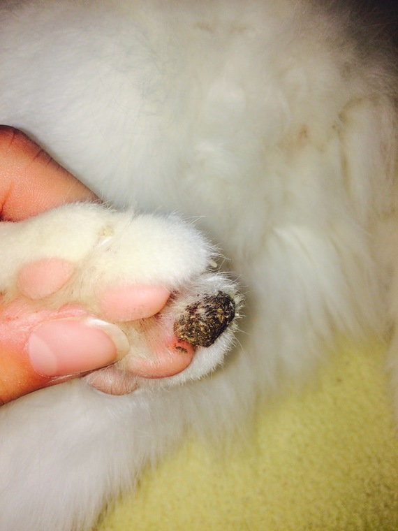 Chatte Patte Croute Ou Corne