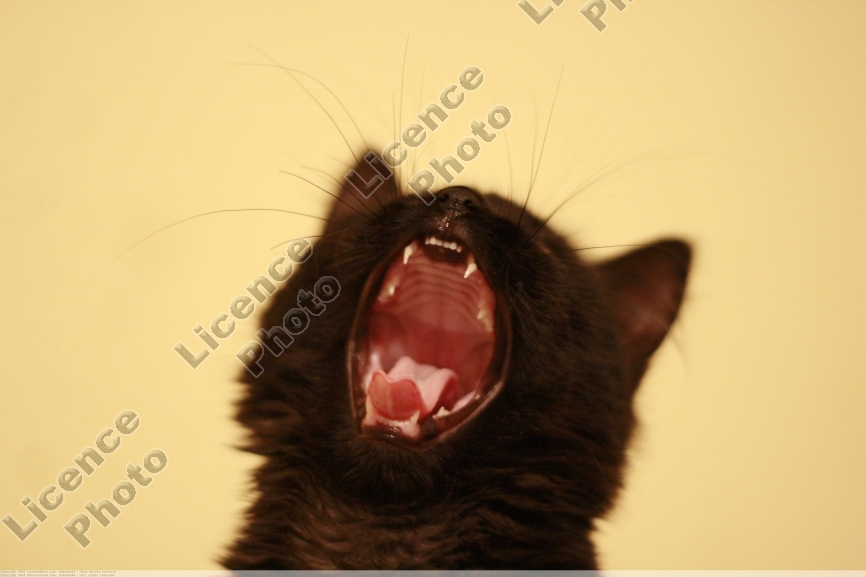Ceux Qui Ont Un Chat Noir Chats Forum Animaux Doctissimo Ceux Qui Ont Un Chat Noir Chats Forum Animaux Doctissimo