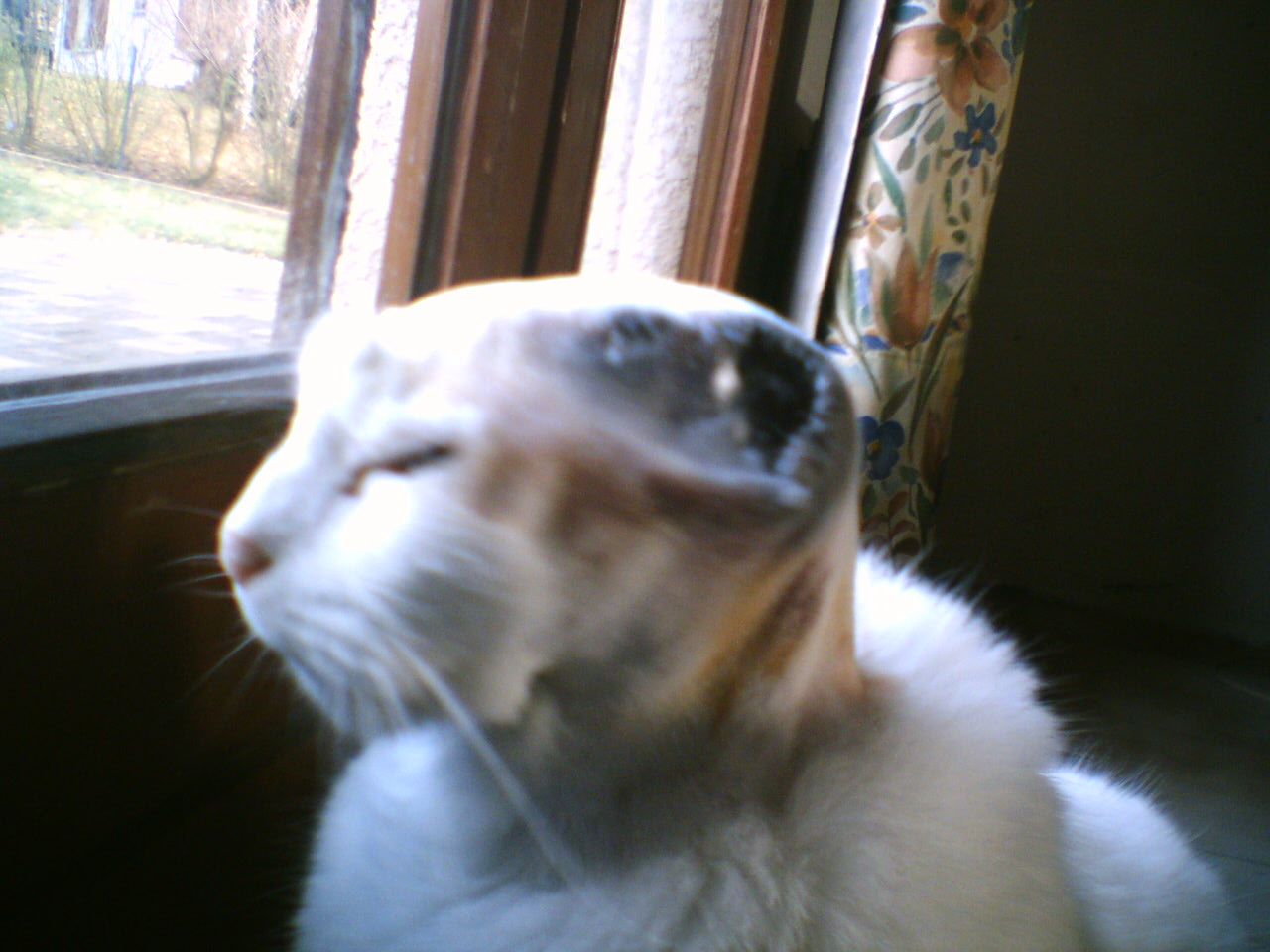 Cancer Des Oreilles Chez Les Chats Blanc Chats Forum Animaux Doctissimo Cancer Des Oreilles Chez Les Chats Blanc Chats Forum Animaux Doctissimo