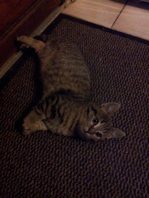 Chaton Un Peu Mal Forme Chats Forum Animaux Doctissimo