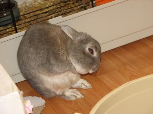 Mon Lapin Me Lèche Tout Le Temps Petite présentation de mon pinou et en même temps question