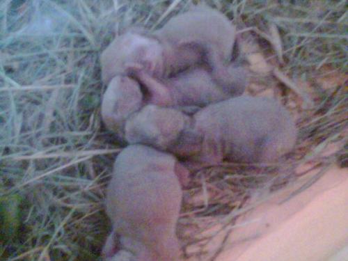 4 Bebe Lapinou Hamsters Cochons D Inde Lapins Forum Animaux Doctissimo 4 Bebe Lapinou Hamsters Cochons D Inde Lapins Forum Animaux Doctissimo