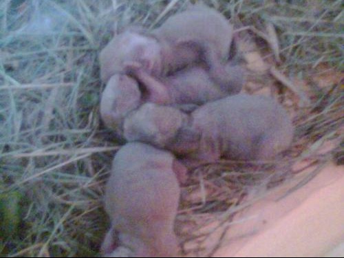 4 Bebe Lapinou Hamsters Cochons D Inde Lapins Forum Animaux Doctissimo 4 Bebe Lapinou Hamsters Cochons D Inde Lapins Forum Animaux Doctissimo