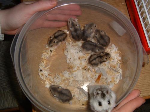 Urgence Donne Hamsters Russe Adulte Et Bebe Sur Bordo Hamsters Cochons D Inde Lapins Forum Animaux Doctissimo Urgence Donne Hamsters Russe Adulte Et Bebe Sur Bordo Hamsters Cochons D Inde Lapins Forum Animaux Doctissimo