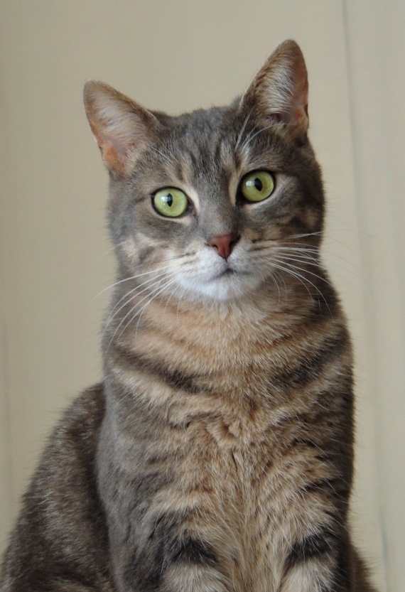 Vaccin Chat Chlamydiose Vaccin Chat Chlamydiose