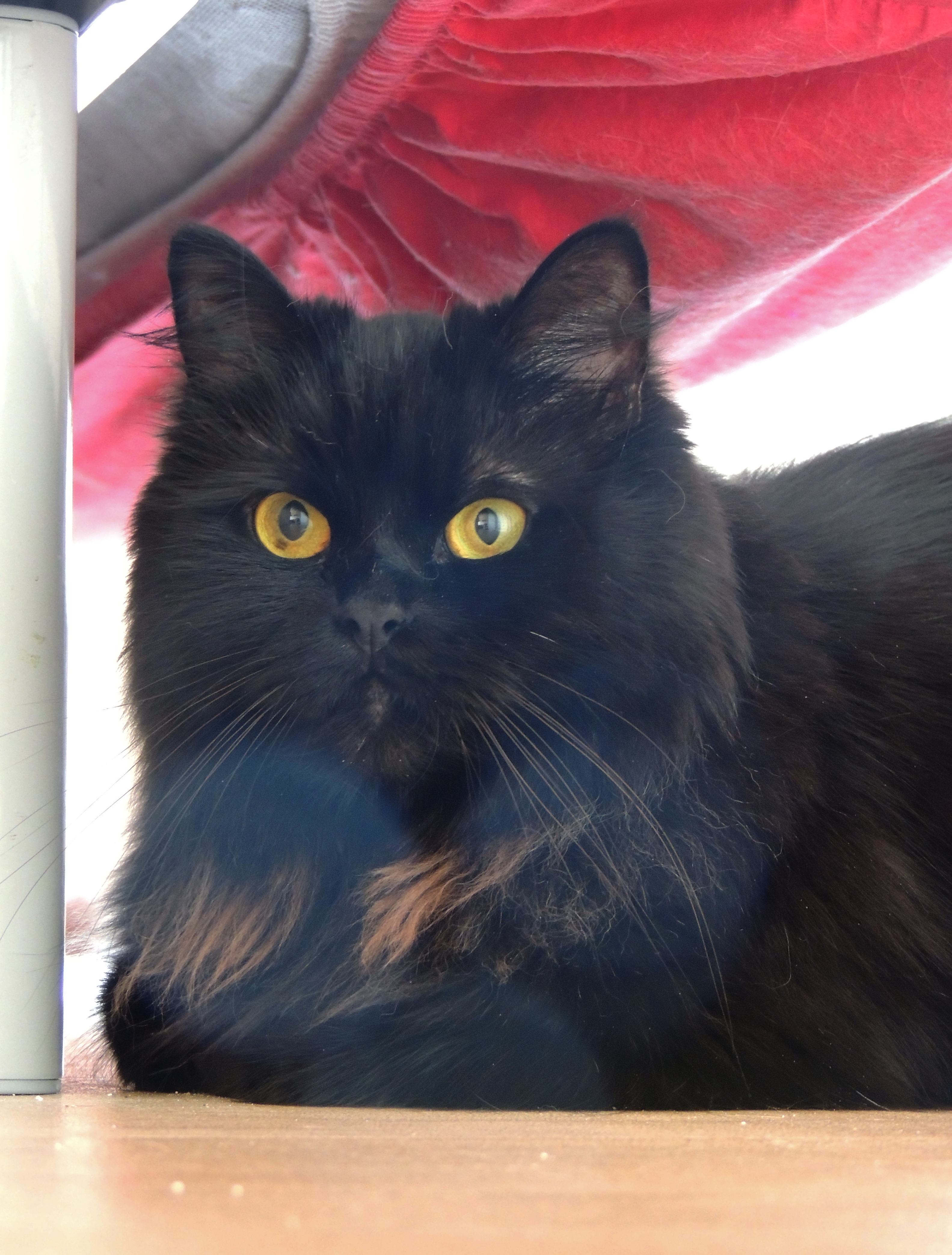 Chat Qui Attaque Sans Raison Chats Forum Animaux Doctissimo Chat Qui Attaque Sans Raison Chats Forum Animaux Doctissimo