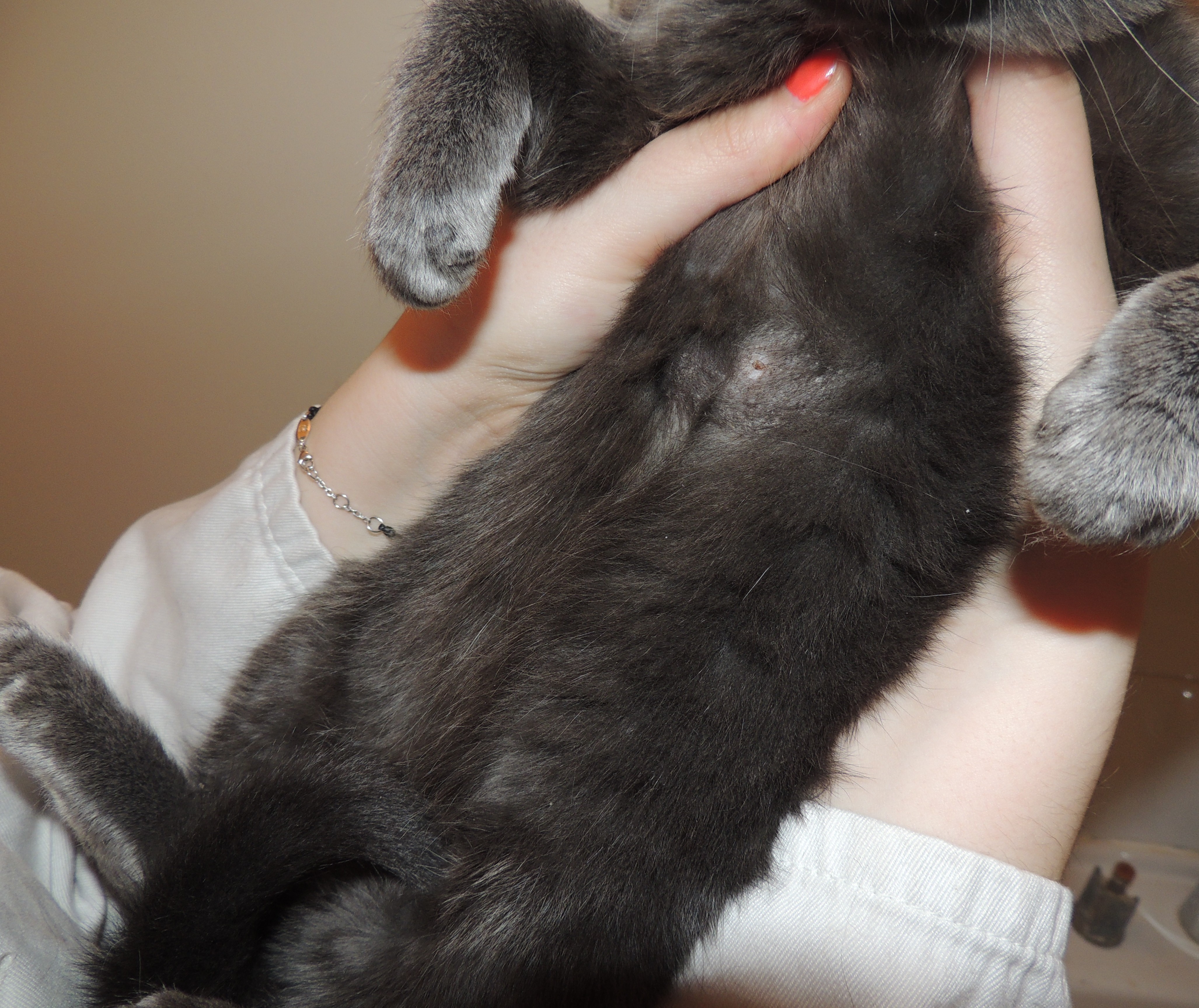 Fulviderm Depuis 3 Semaines Et Pas De Repousse Des Poils Chats Forum Animaux Doctissimo Fulviderm Depuis 3 Semaines Et Pas De Repousse Des Poils Chats Forum Animaux Doctissimo