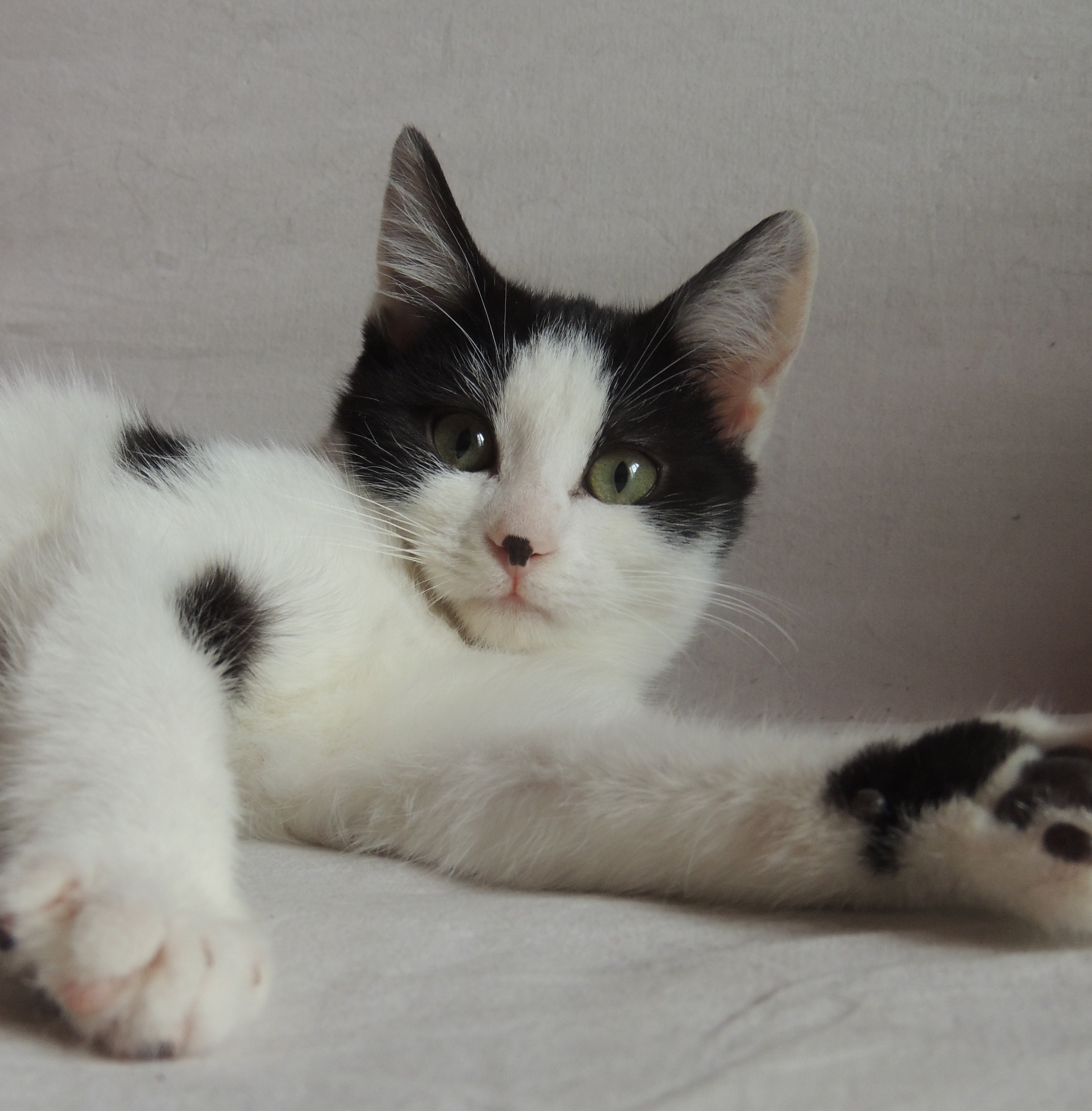 Chat Avec Une Moustache Comme Hitler Chats Forum Animaux Doctissimo
