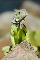 Green Iguana Photos and Premium High Res Pictures
