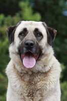 Anatolian Shepherd Dog Dog Breed Information