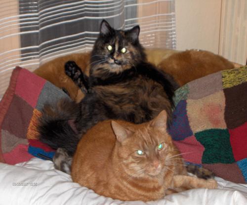 Chat Paralyse Train Arriere Chats Forum Animaux Doctissimo Chat Paralyse Train Arriere Chats Forum Animaux Doctissimo
