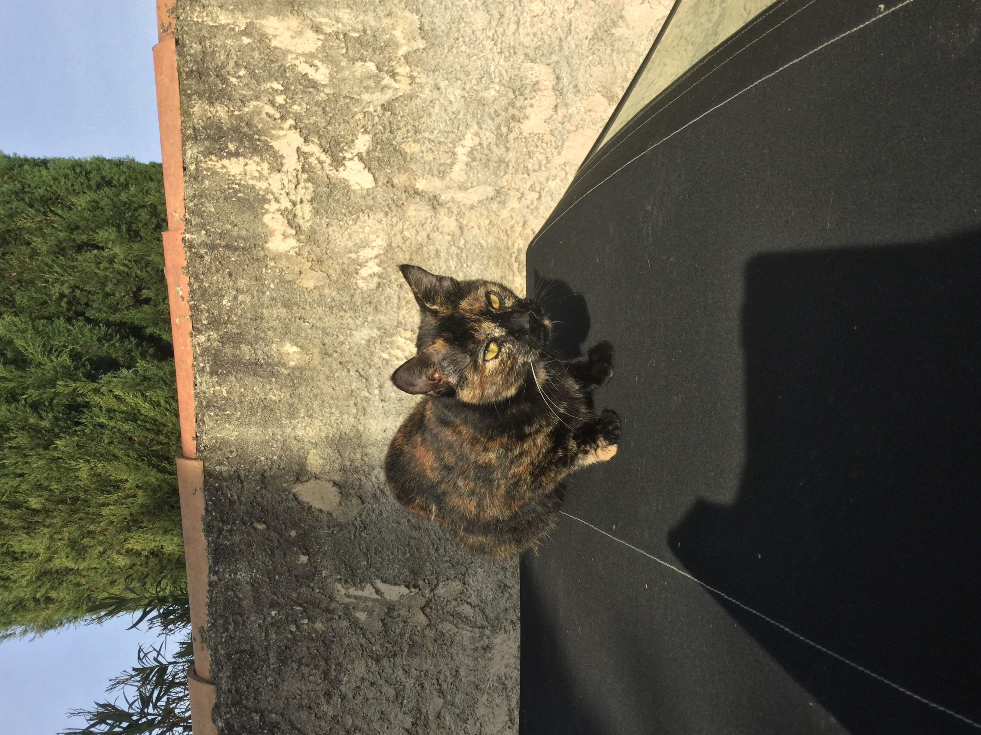 Mon Chat Joue Violemment Avec Mon Chaton Education Et Comportement Felin Chats Forum Animaux Doctissimo Mon Chat Joue Violemment Avec Mon Chaton Education Et Comportement Felin Chats Forum Animaux Doctissimo
