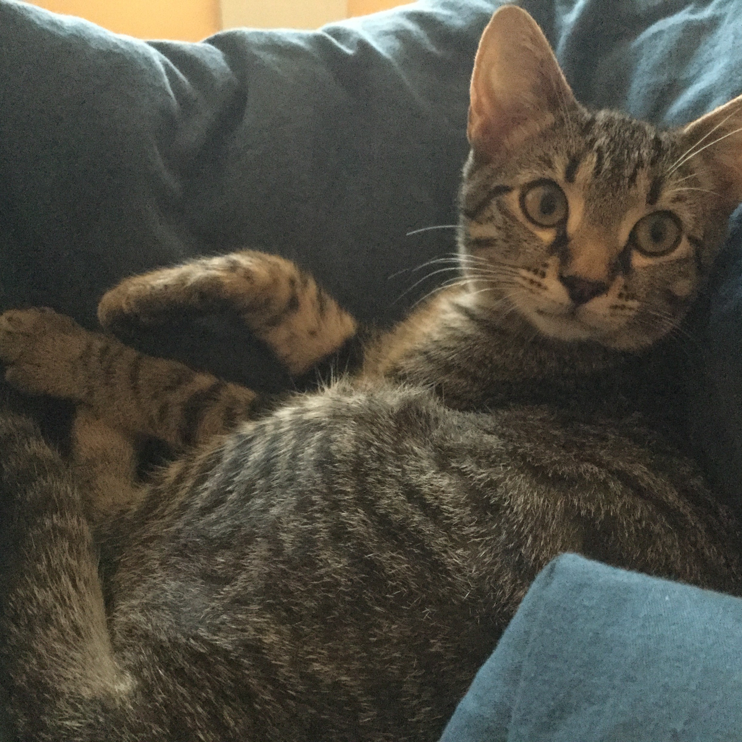 Mon Chat Joue Violemment Avec Mon Chaton Education Et Comportement Felin Chats Forum Animaux Doctissimo Mon Chat Joue Violemment Avec Mon Chaton Education Et Comportement Felin Chats Forum Animaux Doctissimo