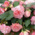 begonia-retombant-floreance-