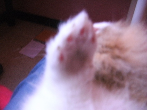 Mon Lapin Tape Du Pied Quand Il Me Voit Pattes lapins rouge - Hamsters, cochons d'Inde, lapins... - FORUM