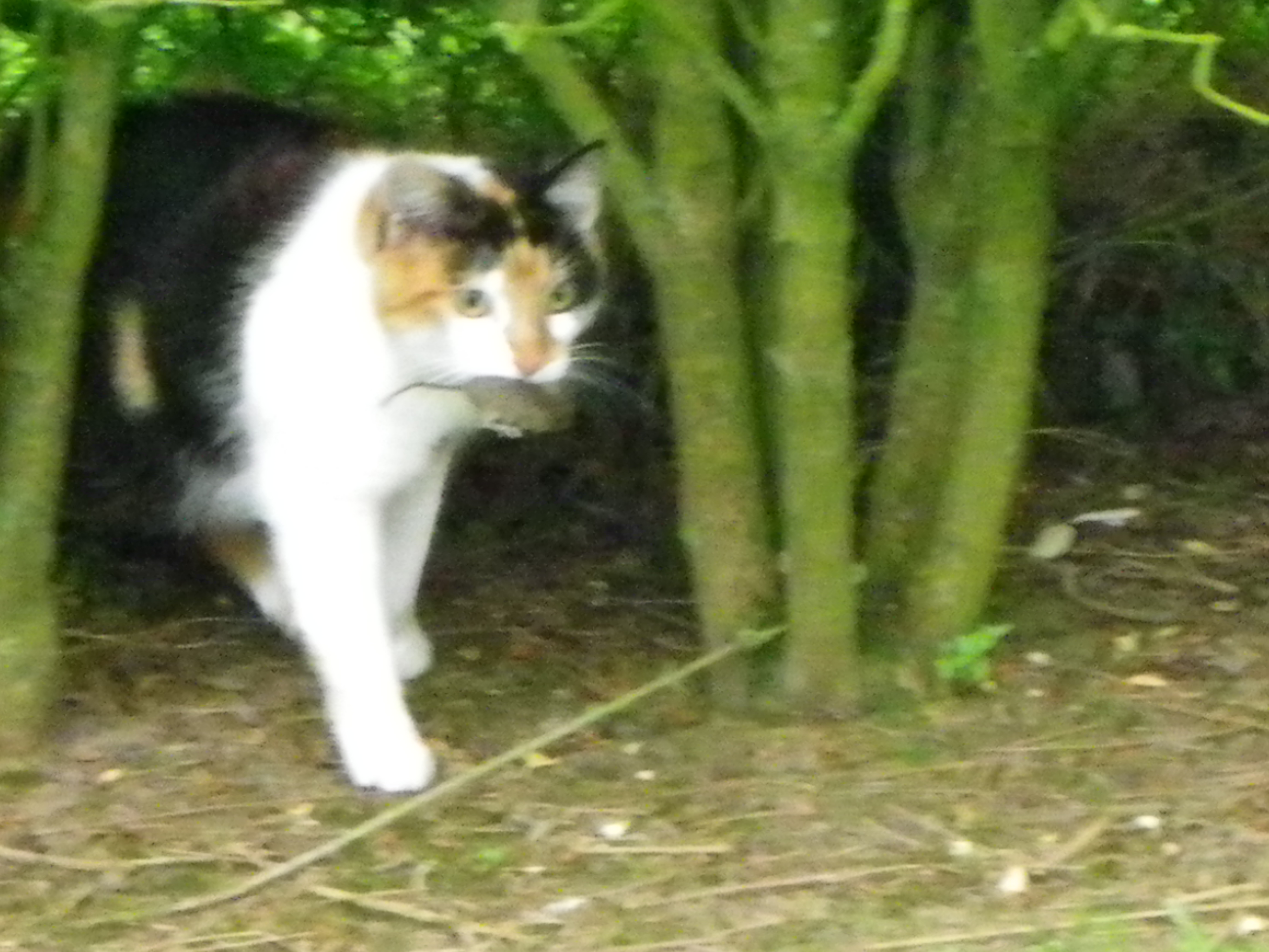 Mon Chat Mange Les Souris Chats Forum Animaux Doctissimo Mon Chat Mange Les Souris Chats Forum Animaux Doctissimo