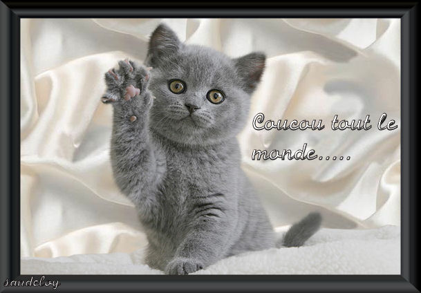 Comment Chat Va Page 3 Humour Forum Psychologie Doctissimo Comment Chat Va Page 3 Humour Forum Psychologie Doctissimo