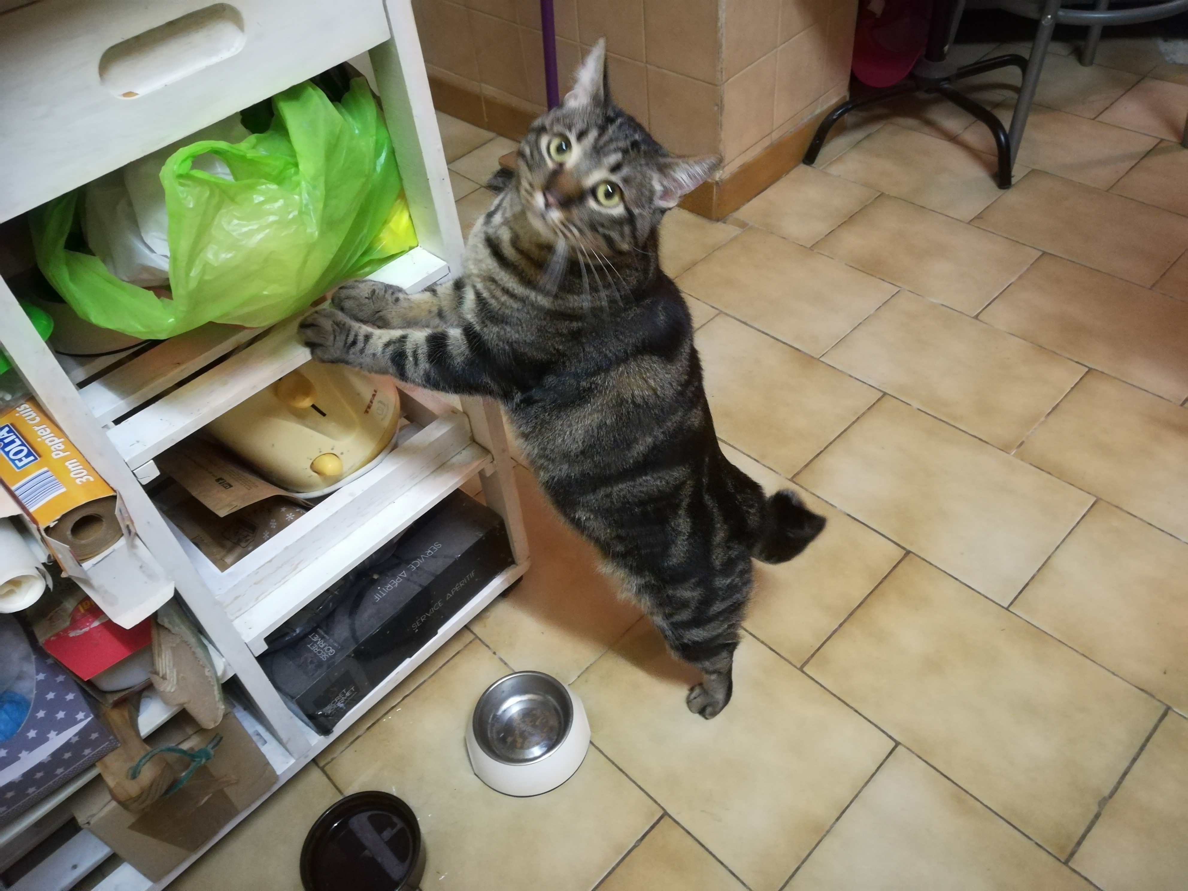 Avis Sur Les Croquettes Purina One Chats Forum Animaux Doctissimo Avis Sur Les Croquettes Purina One Chats Forum Animaux Doctissimo