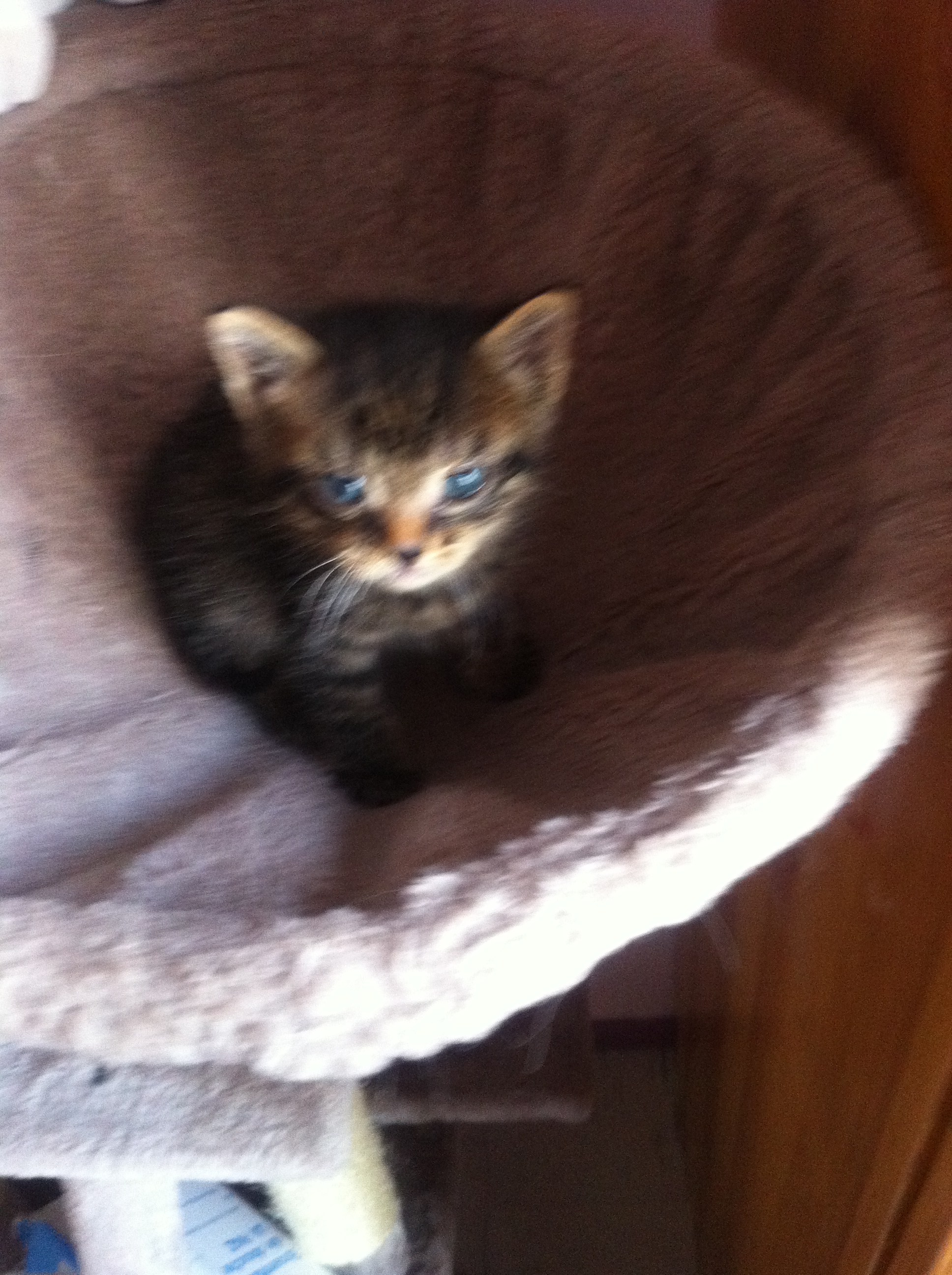 Comment S Occupe D Un Petit Chaton Non Sevre Photo Chats Forum Animaux Doctissimo Comment S Occupe D Un Petit Chaton Non Sevre Photo Chats Forum Animaux Doctissimo