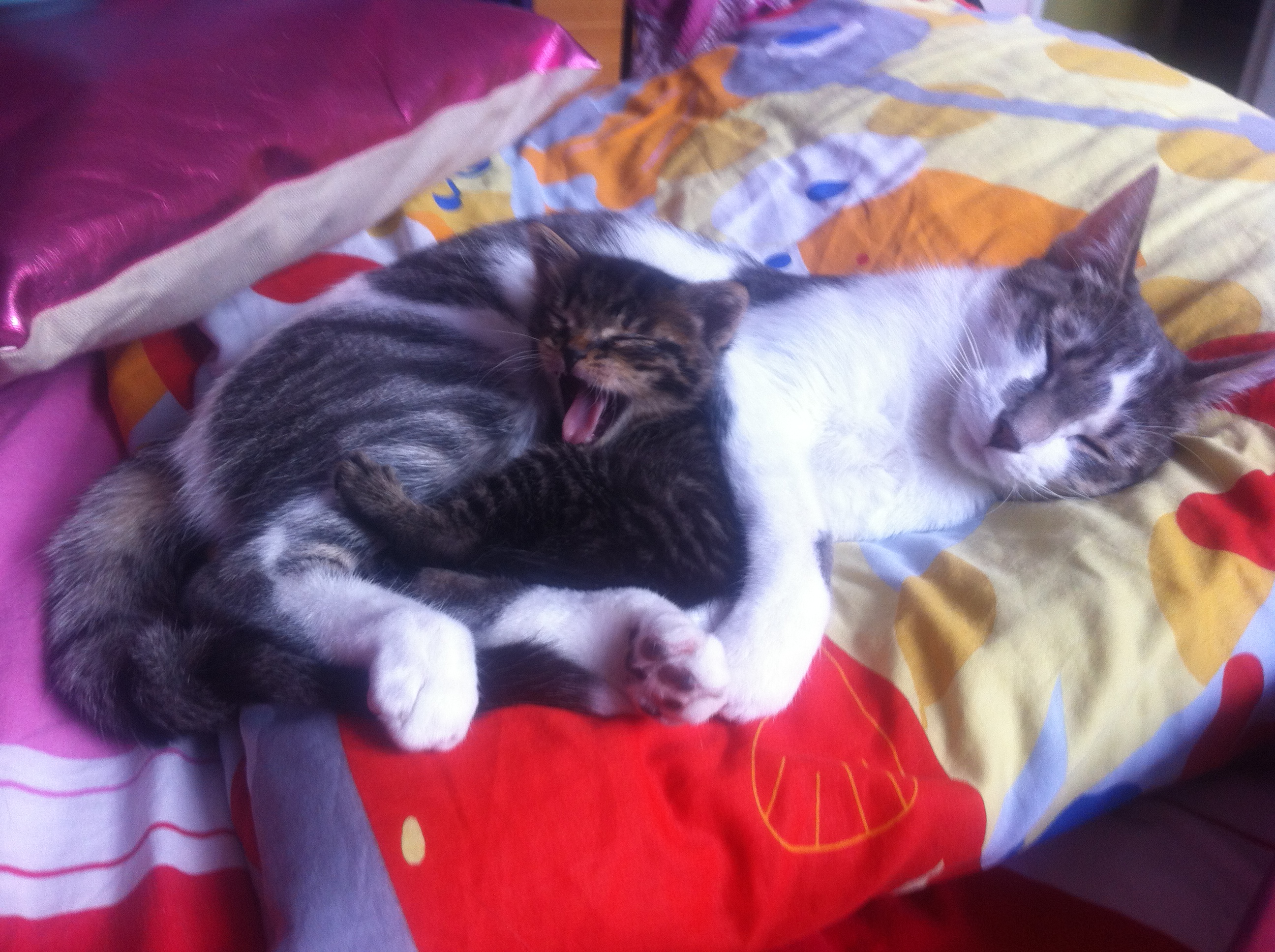 Pellicule Blanche Sur Les Poils De Mon Chaton Photo Chats Forum Animaux Pellicule Blanche Sur Les Poils De Mon Chaton Photo Chats Forum Animaux