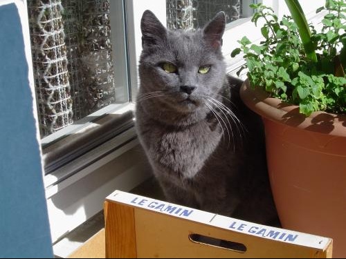 Queue Coupee Chats Forum Animaux Doctissimo Queue Coupee Chats Forum Animaux Doctissimo